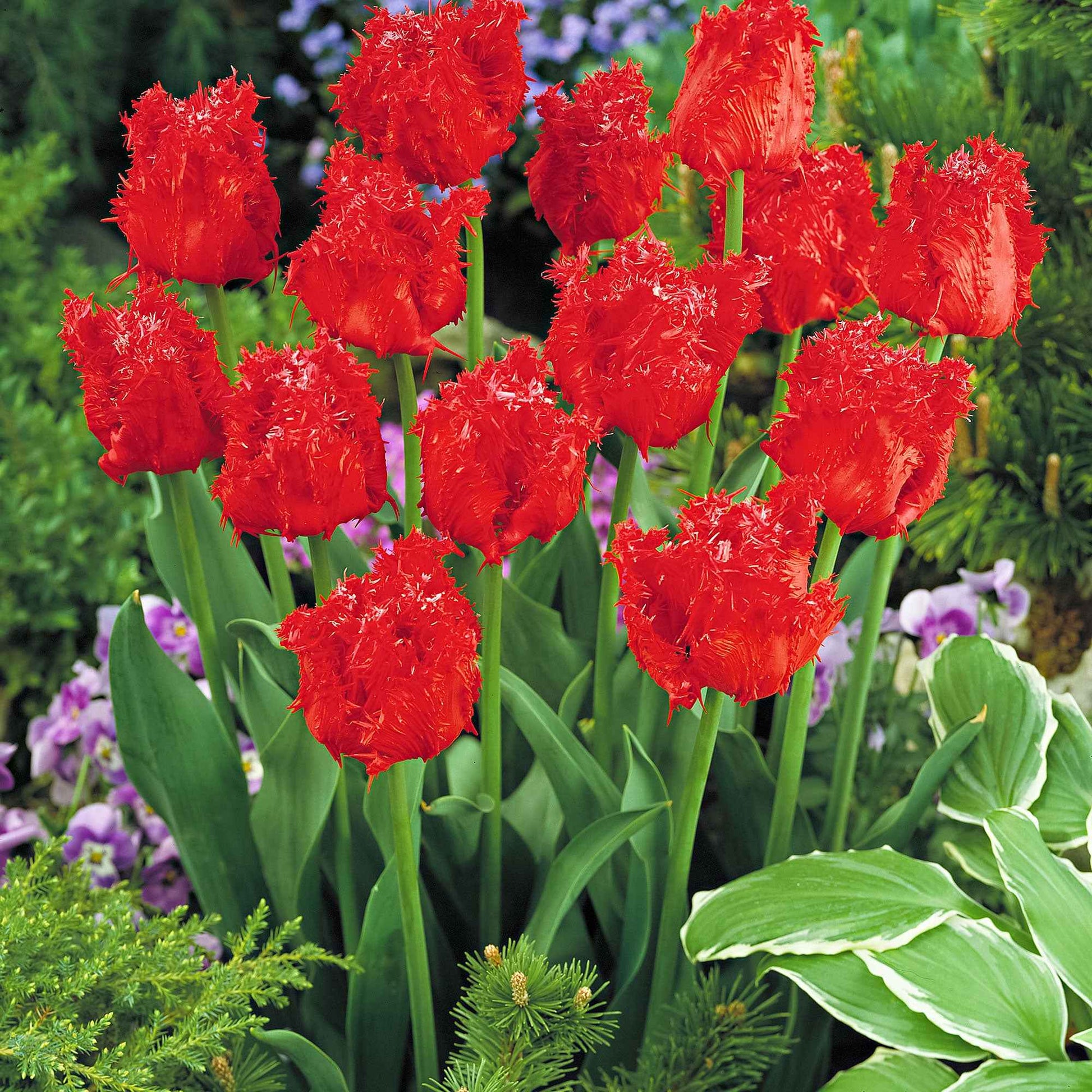 10x Tulipe frangée - Bulbes de printemps