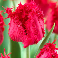 10x Tulipe frangée - Bulbes de fleurs populaires