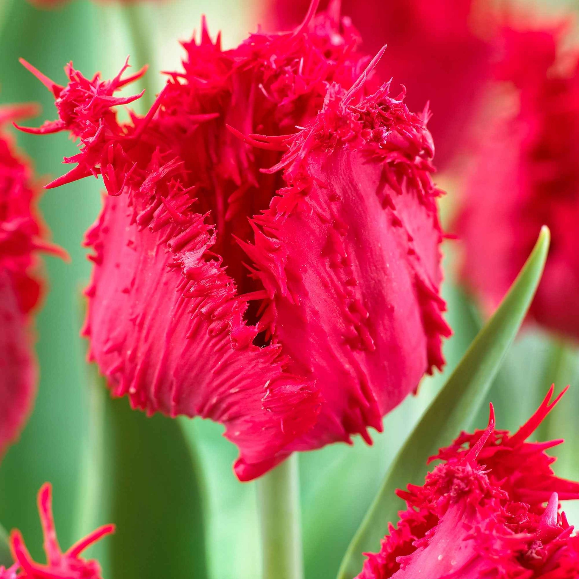 10x Tulipe frangée - Bulbes à fleurs