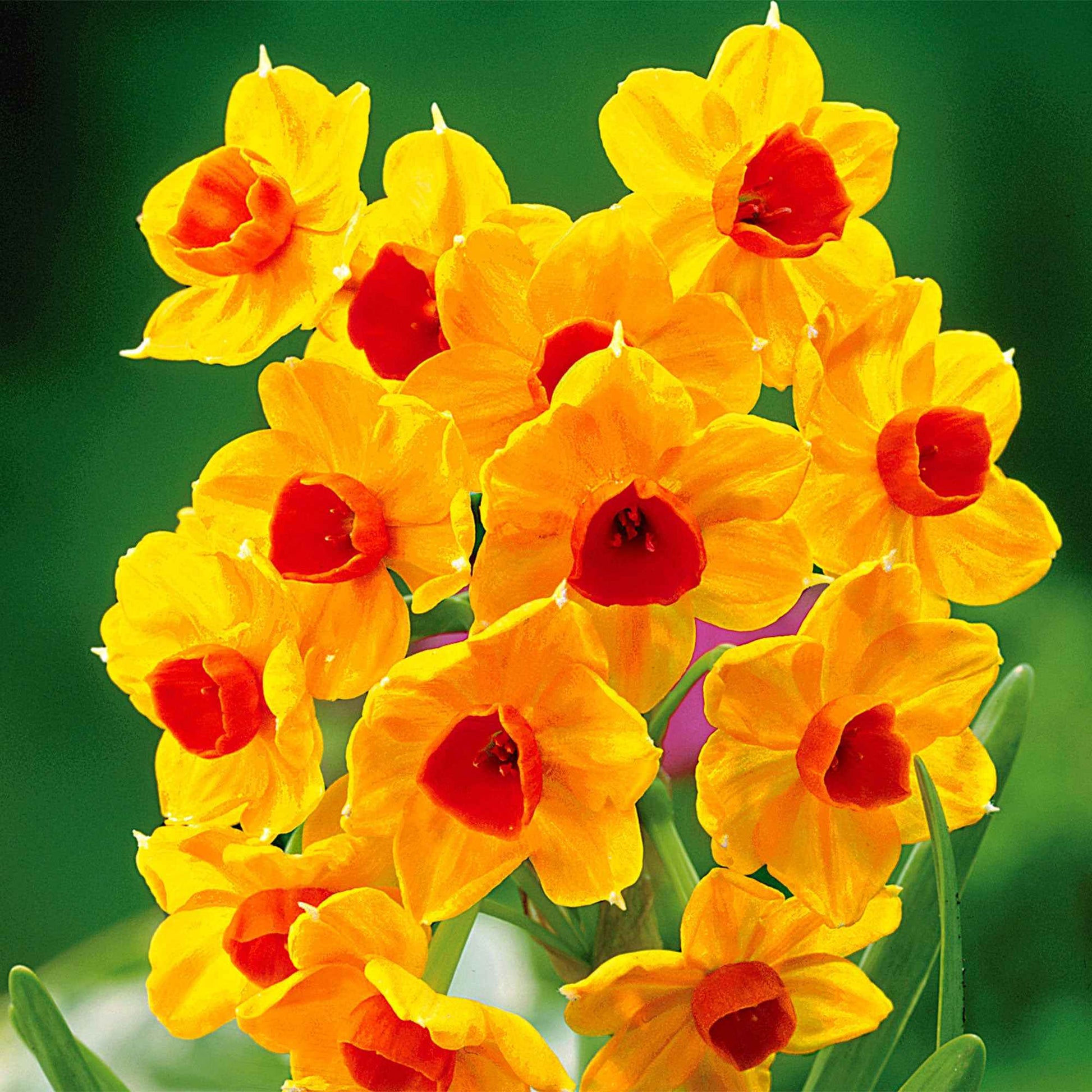 5x Narcisse 'Grand Soleil d'Or' orangé-jaune - Bulbes d'été