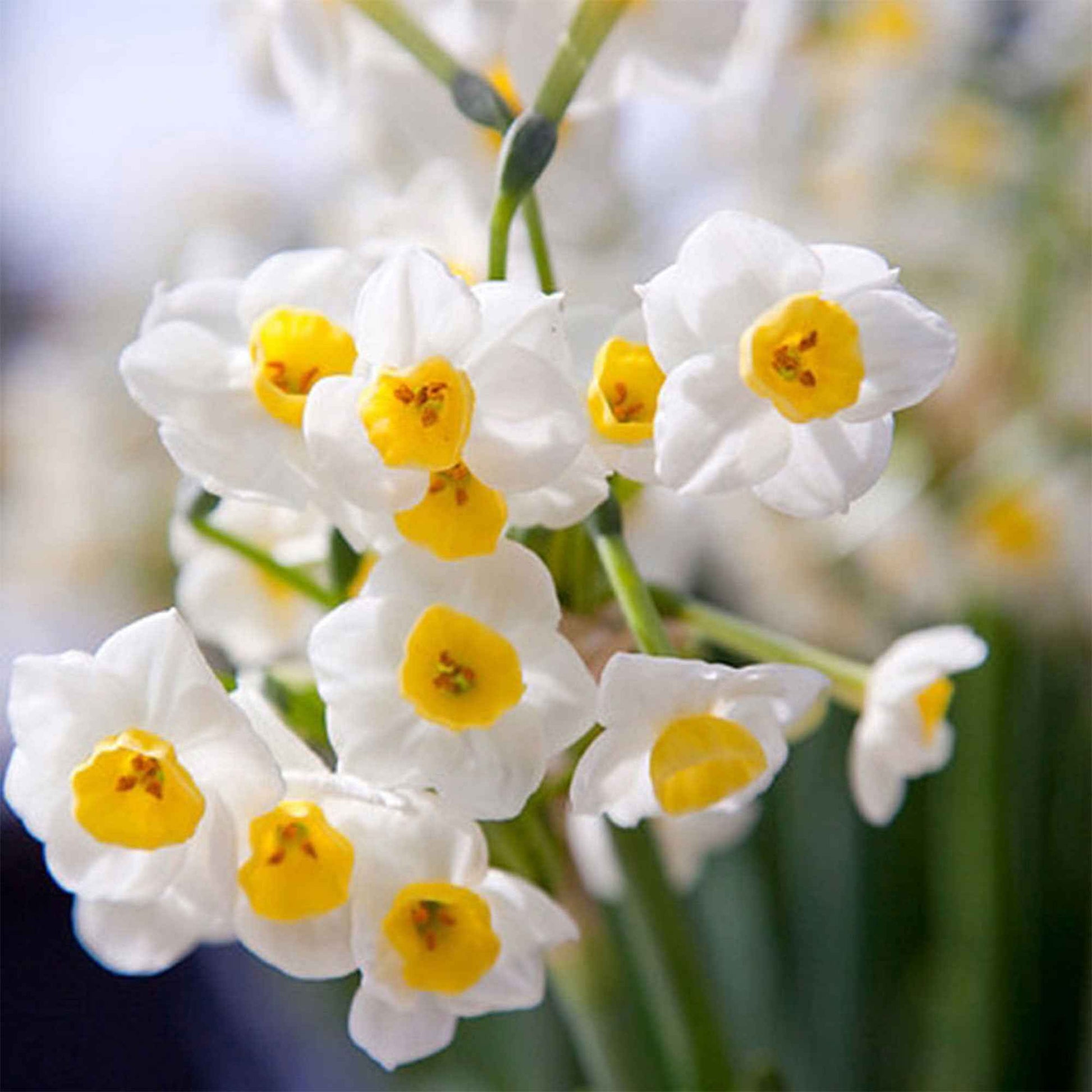 5x Narcisse 'Avalanche' blanc-jaune - Bulbes de fleurs populaires