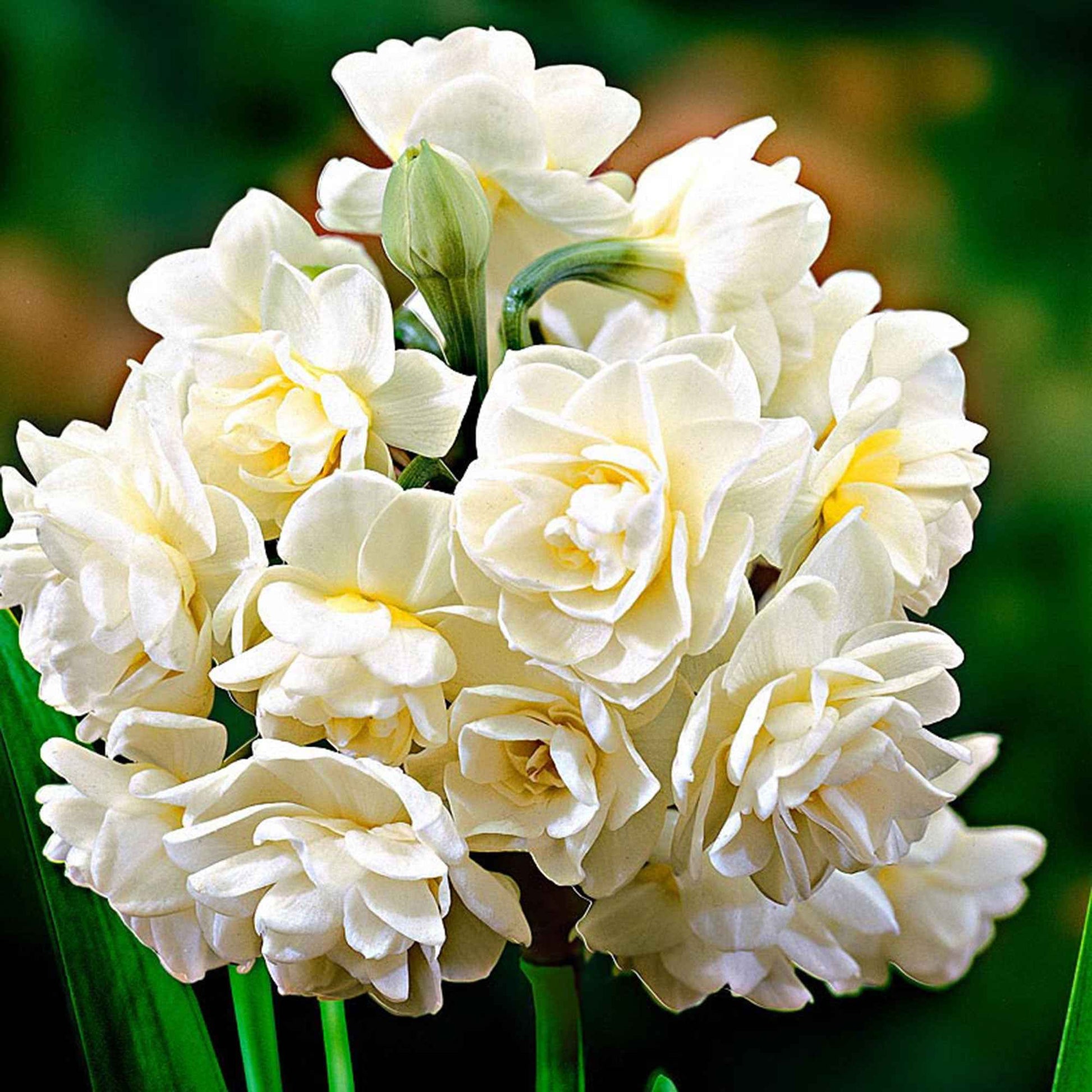 5x Narcisse 'Erlicheer' blanc - Bulbes de fleurs par catégorie