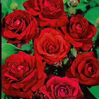 Rosier multiflore Rosa  'Nina Rosa'® Rouge  - Plants à racines nues - Arbustes