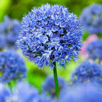 50x Ail bleu, Ail décoratif Allium caeruleum Bleu - Ails d'ornement - Allium