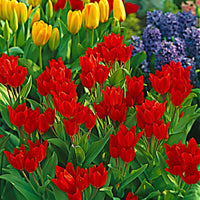 25x Tulipes multiflores - Bulbes de fleurs pour la terrasse et le balcon