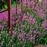 6x Joubarbe Lavandula 'Loddon Pink' rose - Arbustes à papillons et plantes mellifères