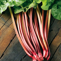 Rhubarbe Rheum 'Victoria' Biologique - Légumes biologiques