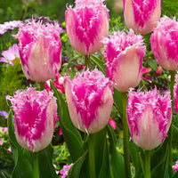 20x Tulipes Tulipa 'Huis ten Bosch' rose - Bulbes de printemps