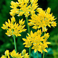 100x Allium moly Jaune - Ails d'ornement - Allium