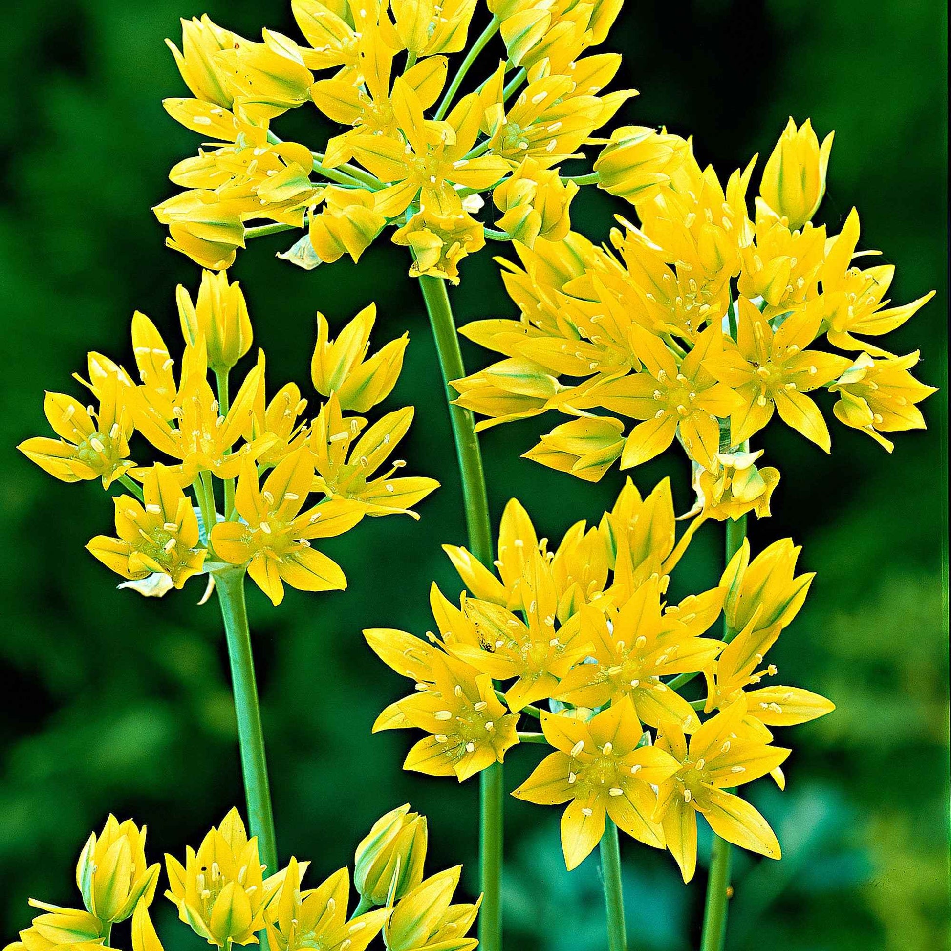 100x Allium moly Jaune - Arbustes à papillons et plantes mellifères