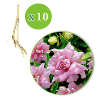 5x Calystégia  Calystegia 'Flore Pleno' rose   - Plants à racines nues - Plantes d'extérieur