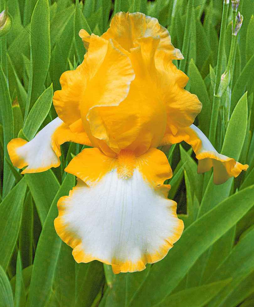 3x Iris barbu 'Glacier Gold' jaune-blanc - Plants à racines nues - Caractéristiques des plantes