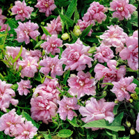 5x Calystégia  Calystegia 'Flore Pleno' rose   - Plants à racines nues - Caractéristiques des plantes