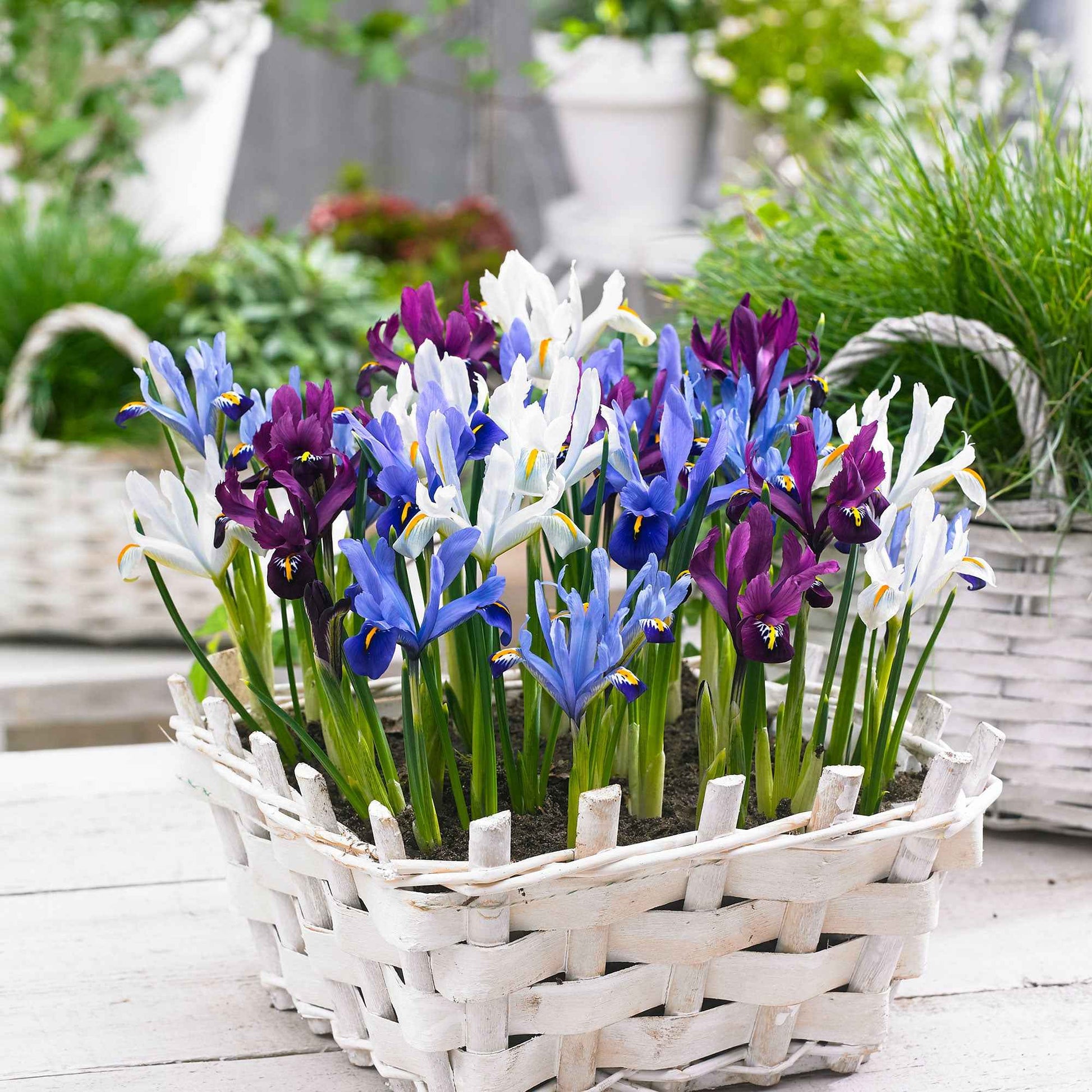 25x Iris miniature  - Mélange 'Sunshine' bleu-violet-blanc - Bulbes de fleurs par catégorie