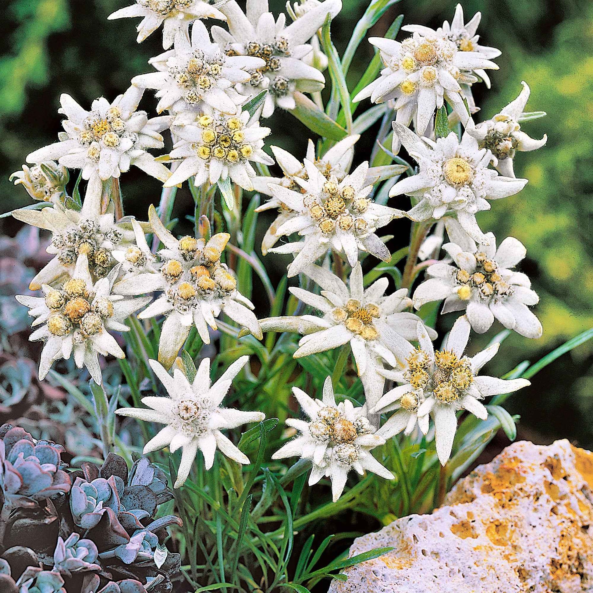 6x Edelweiss Leontopodium alpinum blanc-jaune - Caractéristiques des plantes