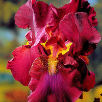 3x Iris barbu 'Tangerine Charm' rouge-orangé - Plants à racines nues - Caractéristiques des plantes