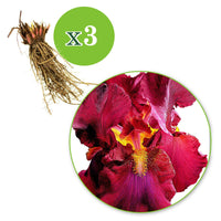 3x Iris barbu 'Tangerine Charm' rouge-orangé - Plants à racines nues - Iris