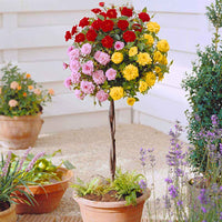 Rosier-tige Rosa 'Tricolor' rouge-rose-jaune  - Plants à racines nues - Arbustes sur tige