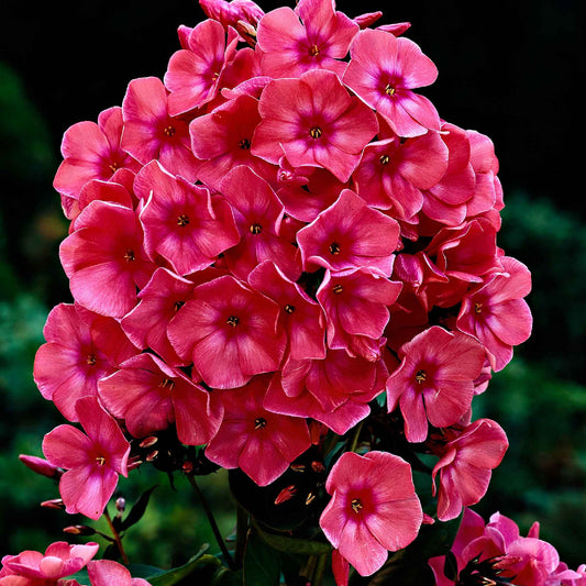 Phlox 'Windsor' - Arbustes à papillons et plantes mellifères