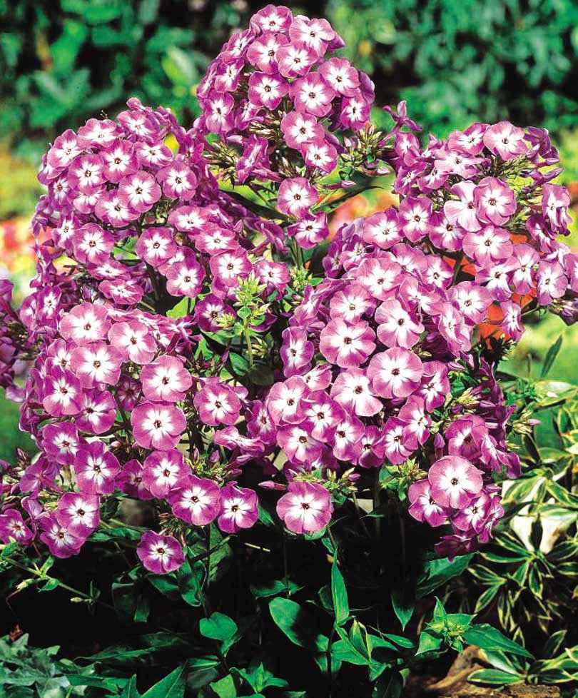 Phlox paniculé 'Laura' - Plantes d'extérieur