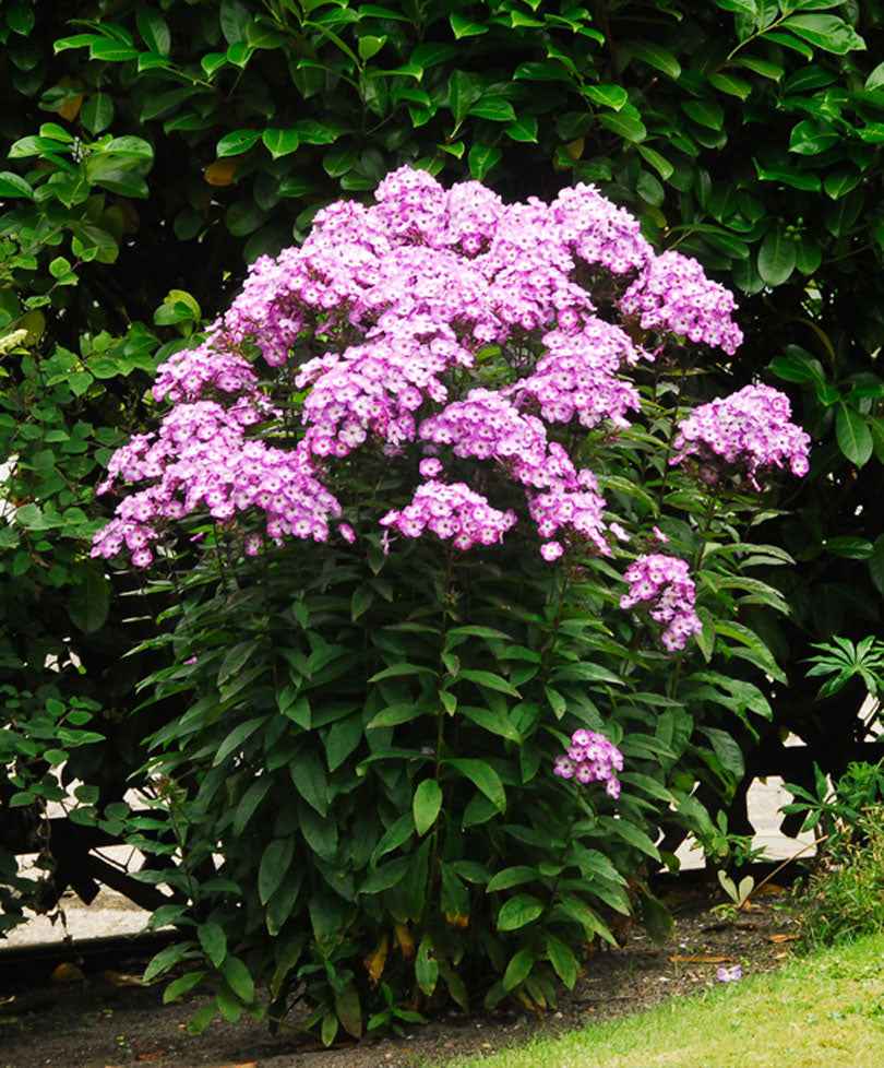 Phlox paniculé 'Laura' - Caractéristiques des plantes