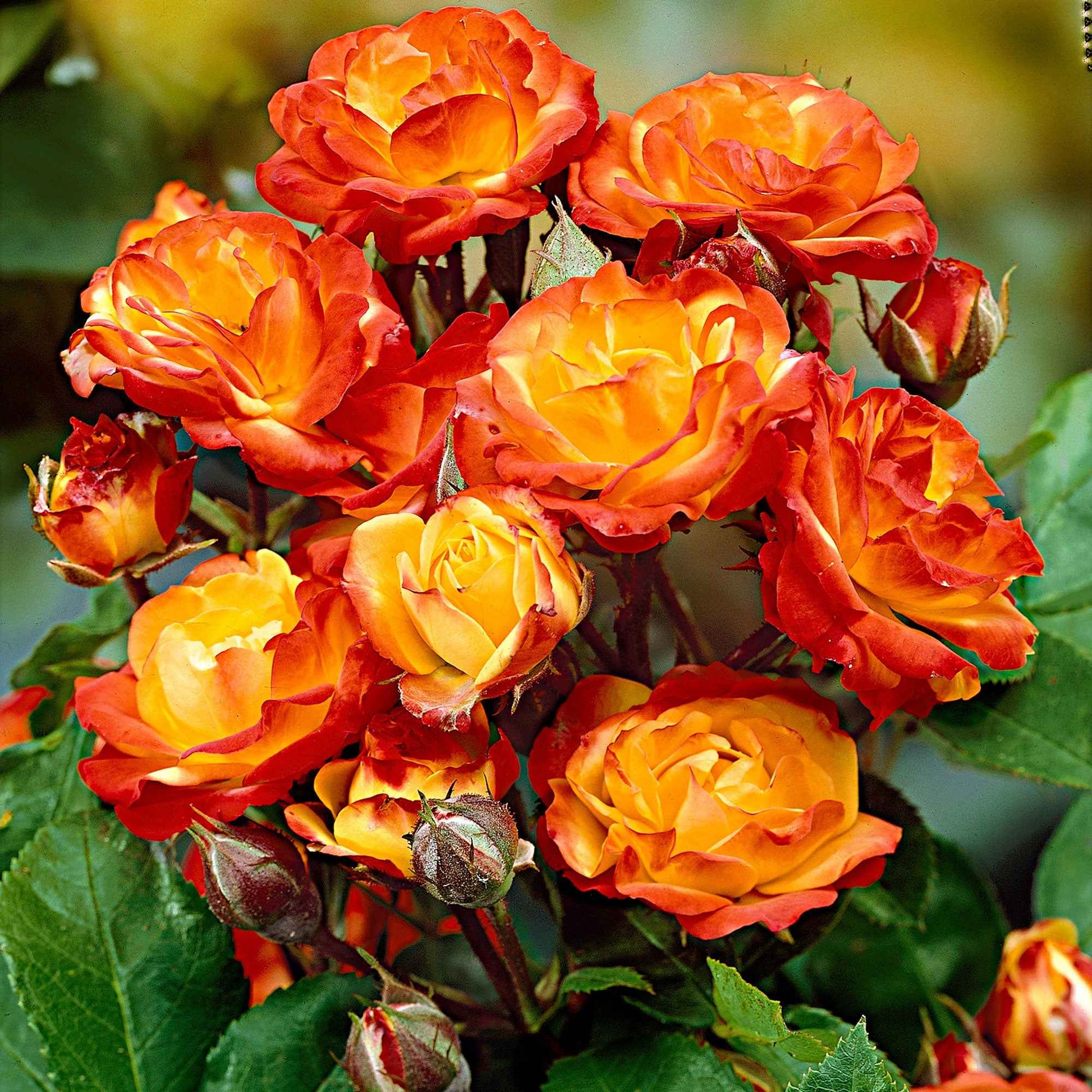 Rosier-tige Rosa 'Cuba Dance' orangé-jaune-rouge - Plants à racines nues - Caractéristiques des plantes
