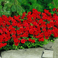 Rosier multiflore Rosa 'Stromboli' rouge - Plants à racines nues - Arbustes