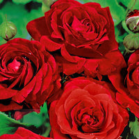 Rosier multiflore Rosa 'Stromboli' rouge - Plants à racines nues - Espèces de plantes