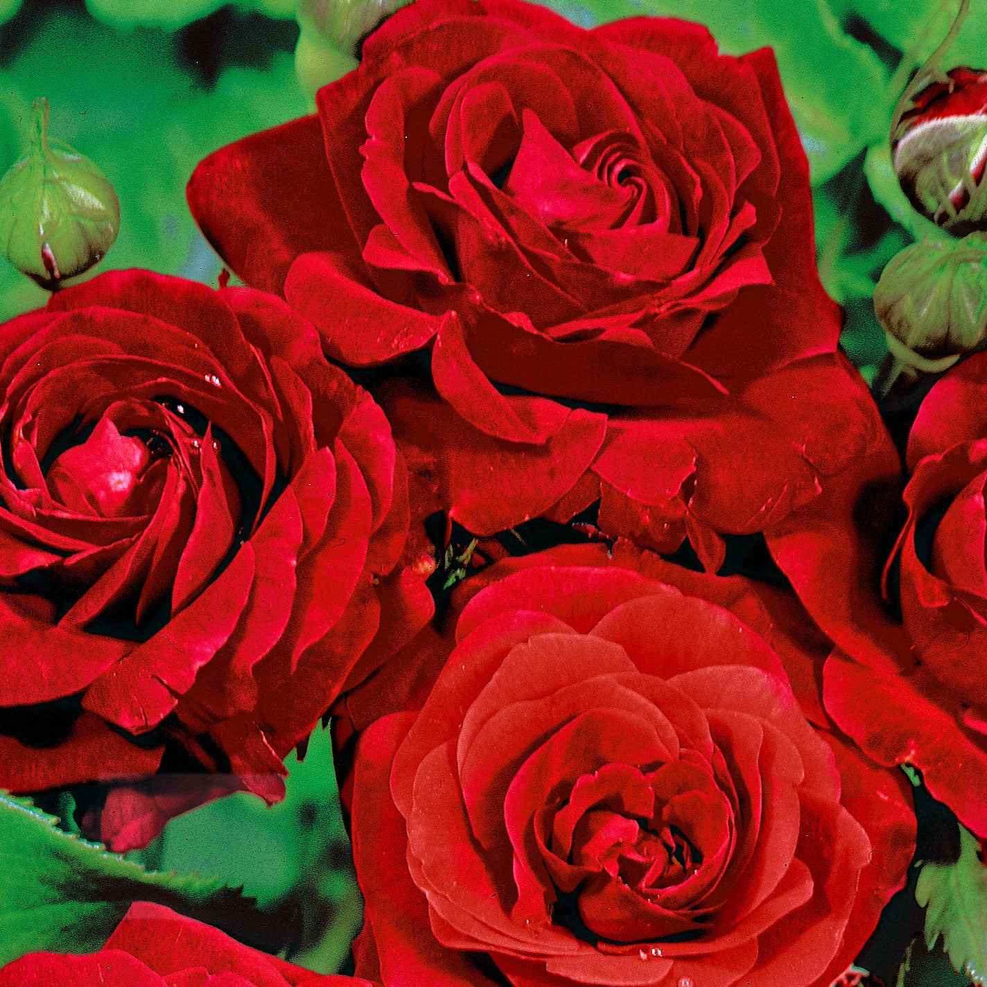 Rosier multiflore Rosa 'Stromboli' rouge - Plants à racines nues - Espèces de plantes