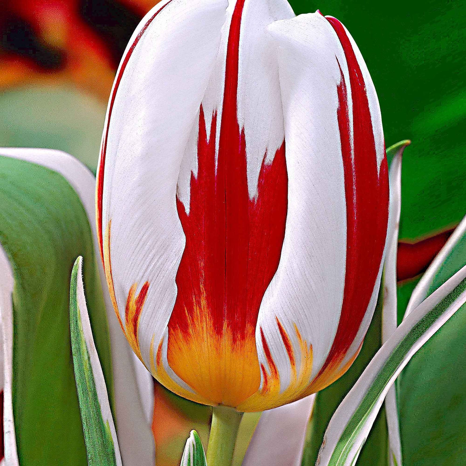 16x Tulipes Tulipa 'Happy Generation' rouge-blanc - Bulbes de fleurs populaires