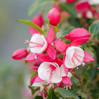 Fuchsia Lady Thumb - Fleurs de balcon