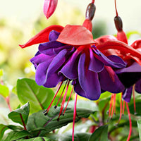 3x Doubles fleurs Fuchsia 'Voodoo' rose-violet - Caractéristiques des plantes