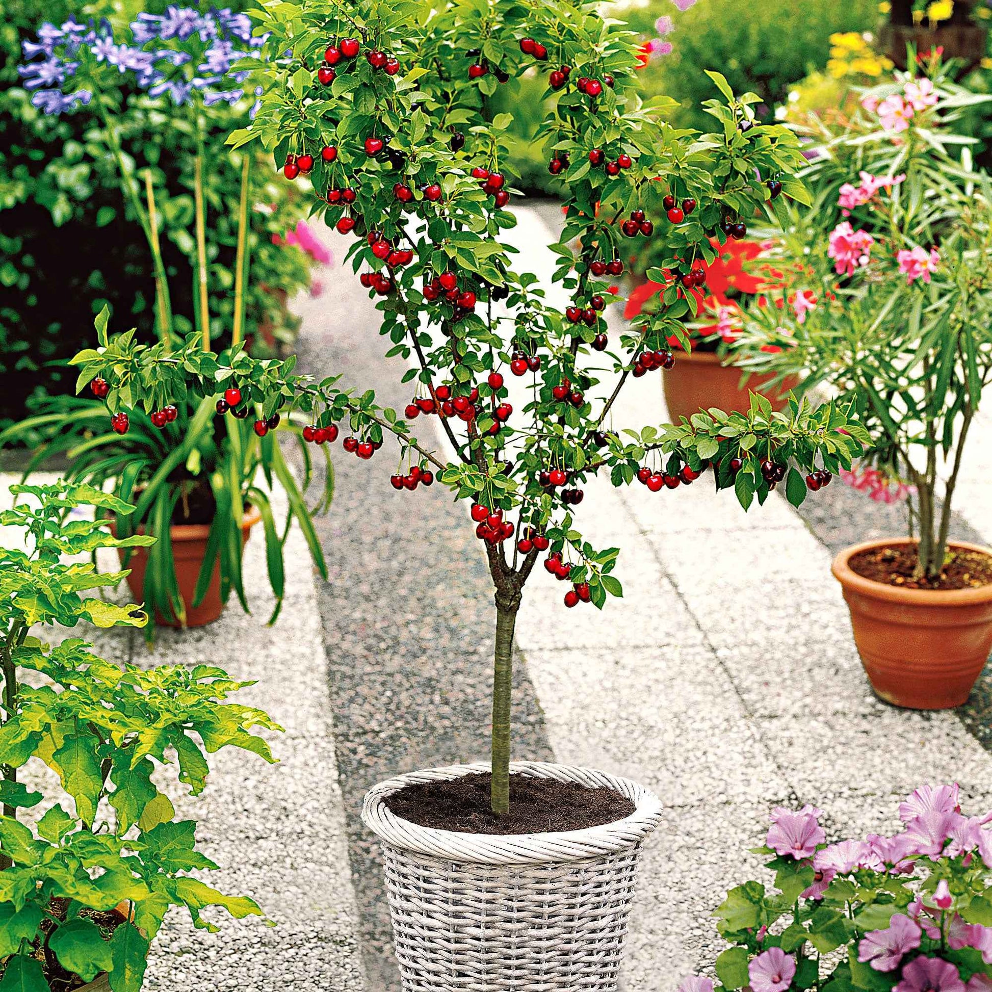 Mini Cerisier en pot - Plantes pour la terrasse et le balcon