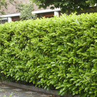 6x Laurier-cerise Prunus 'Novita' - Plants à racines nues - Arbustes