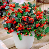 Gaulthérie Gaultheria 'Big Berry' Rouge avec pot décoratif - Arbustes