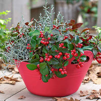 Gaulthérie Gaultheria 'Big Berry' Rouge avec pot décoratif - Arbustes fleuris