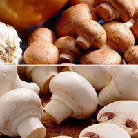 2x Set de culture de champignons 'Albidus' + 'Avellaneus' - Bio - Graines de Légumes