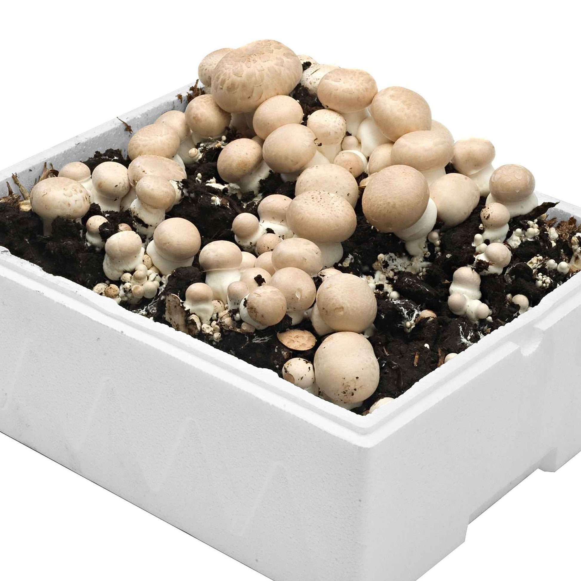 2x Set de culture de champignons 'Albidus' + 'Avellaneus' - Bio - Graines