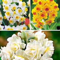 15x Narcisse 'Grand Soleil d'Or', 'Avalanche', 'Erlicheer' - Bulbes de fleurs populaires