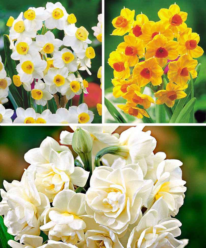 15x Narcisse 'Grand Soleil d'Or', 'Avalanche', 'Erlicheer' - Bulbes de fleurs populaires