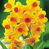15x Narcisse 'Grand Soleil d'Or', 'Avalanche', 'Erlicheer' - Bulbes de fleurs pour la terrasse et le balcon