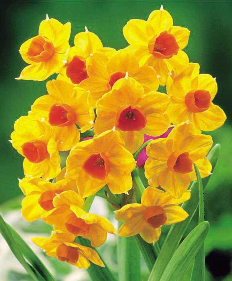 15x Narcisse 'Grand Soleil d'Or', 'Avalanche', 'Erlicheer' - Bulbes de fleurs pour la terrasse et le balcon