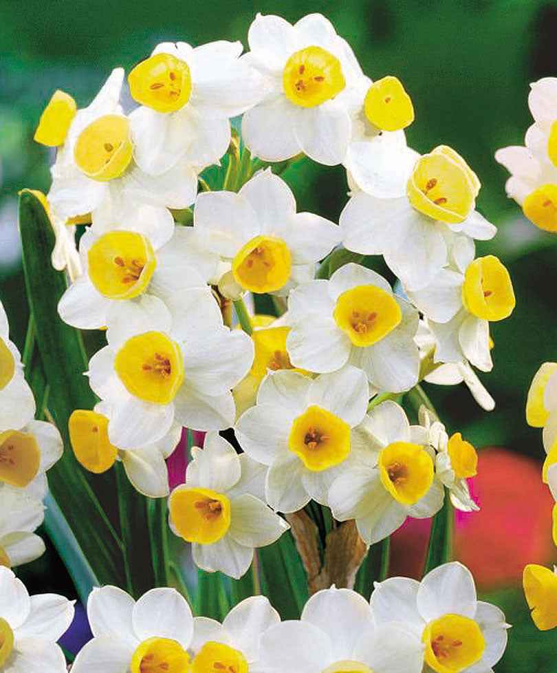 15x Narcisse 'Grand Soleil d'Or', 'Avalanche', 'Erlicheer' - Bulbes à fleurs