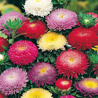 Aster Mélange de couleurs - Caractéristiques des plantes