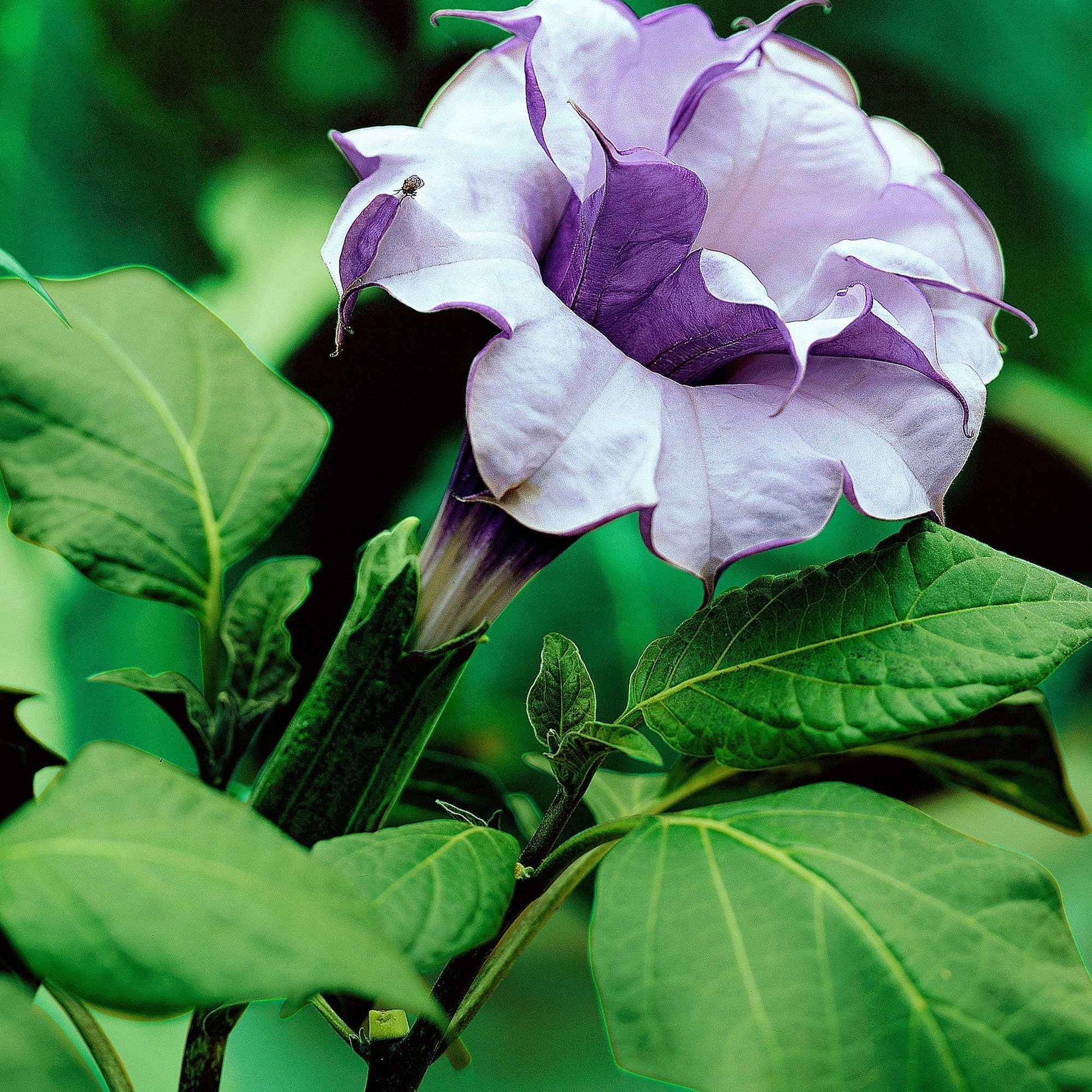 Datura 'Double Purple' Violet - Graines