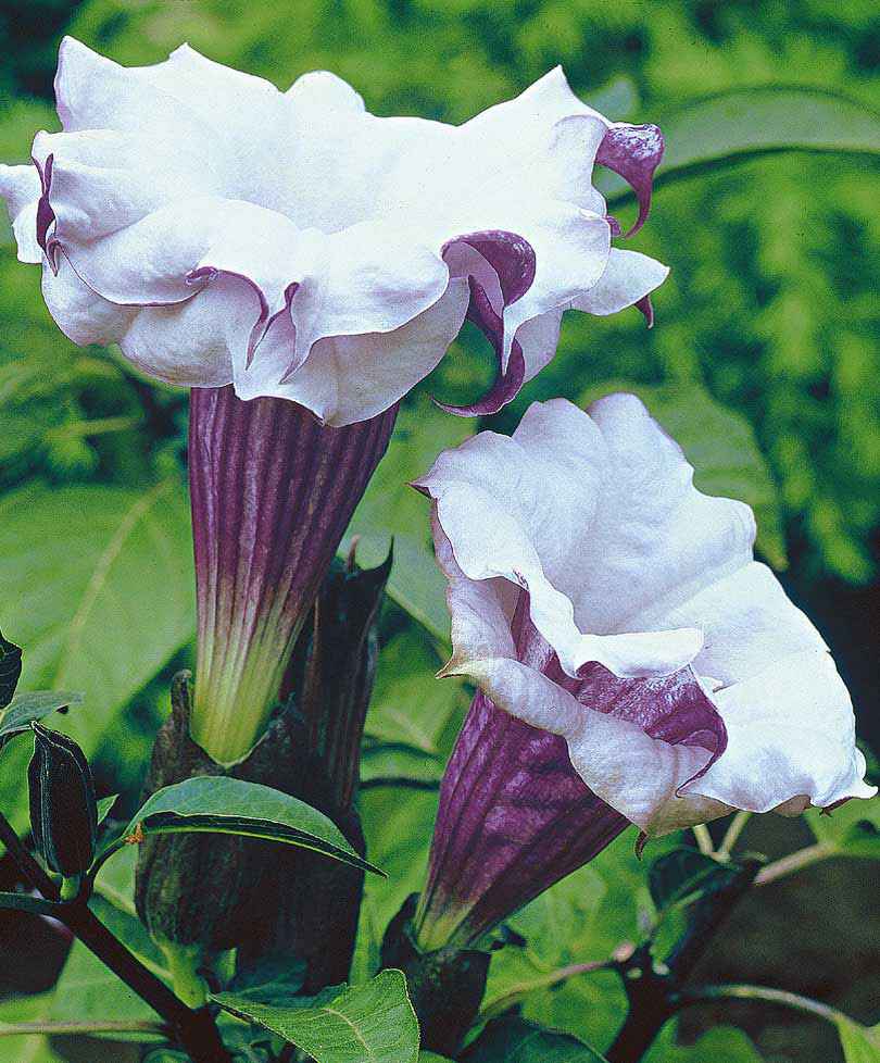 Datura 'Double Purple' Violet - Caractéristiques des plantes