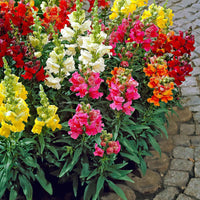Muflier 'Twincolor F1' Mélange de couleurs - Caractéristiques des plantes