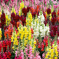 Muflier 'Twincolor F1' Mélange de couleurs - Graines de fleurs