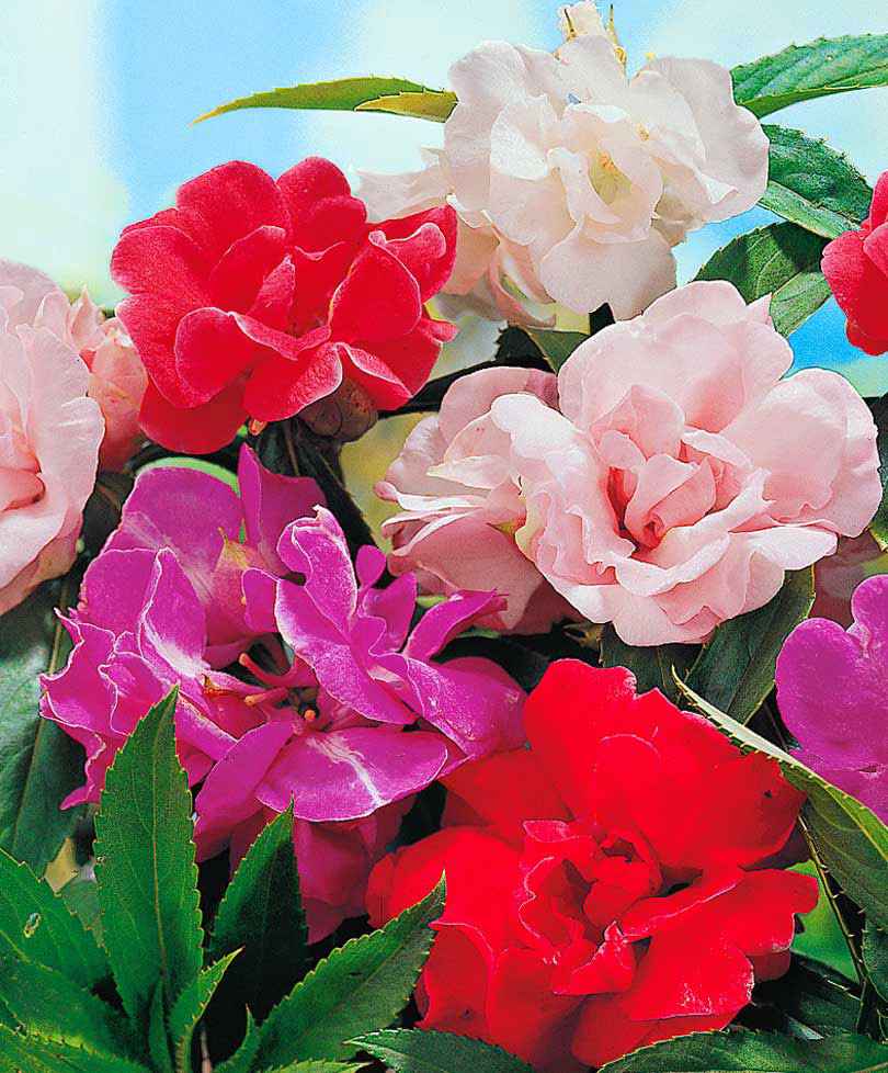 Balsamine des jardins  ‘Camellia Flowered’ Mélange de couleurs - Caractéristiques des plantes