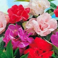 Balsamine des jardins  ‘Camellia Flowered’ Mélange de couleurs - Graines
